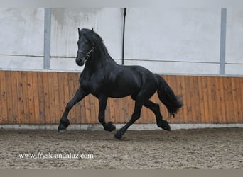 Friesen, Hengst, 5 Jahre, 173 cm, Rappe
