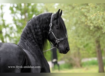 Friesen, Hengst, 5 Jahre, 173 cm, Rappe