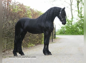 Friesen, Hengst, 5 Jahre, 173 cm, Rappe