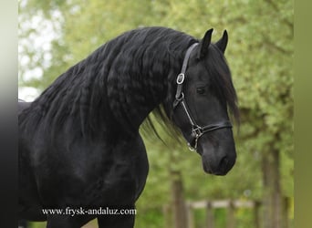 Friesen, Hengst, 5 Jahre, 173 cm, Rappe