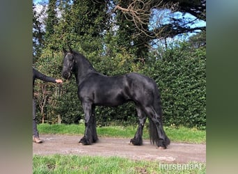 Friesen, Hengst, 6 Jahre, 160 cm, Rappe