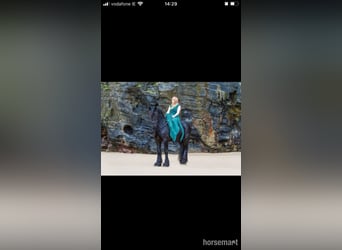 Friesen, Hengst, 6 Jahre, 160 cm, Rappe