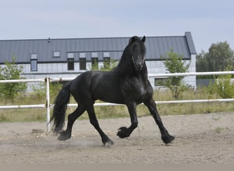 Friesen, Hengst, 6 Jahre, 165 cm, Rappe