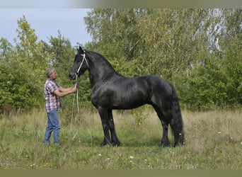 Friesen, Hengst, 6 Jahre, 165 cm, Rappe