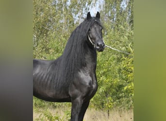 Friesen, Hengst, 6 Jahre, 165 cm, Rappe