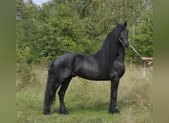 Friesen, Hengst, 6 Jahre, 165 cm, Rappe