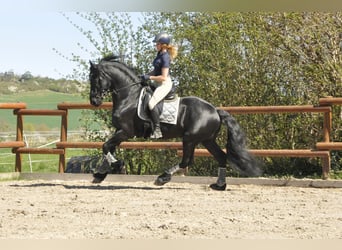 Friesen, Hengst, 6 Jahre, 165 cm, Rappe
