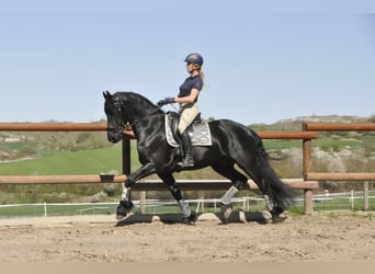 Friesen, Hengst, 6 Jahre, 165 cm, Rappe