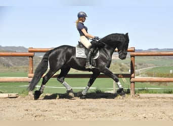 Friesen, Hengst, 6 Jahre, 165 cm, Rappe