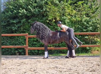 Friesen, Hengst, 6 Jahre, 173 cm, Rappe