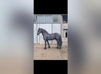 Friesen, Hengst, 7 Jahre, 163 cm, Rappe