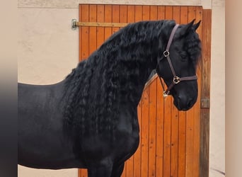 Friesen, Hengst, 7 Jahre, 165 cm, Rappe