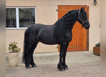 Friesen, Hengst, 7 Jahre, 165 cm, Rappe
