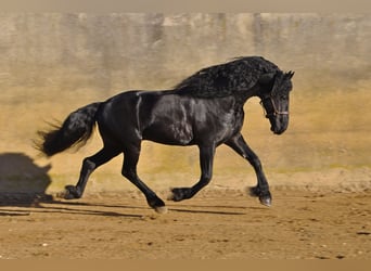 Friesen, Hengst, 7 Jahre, 165 cm, Rappe