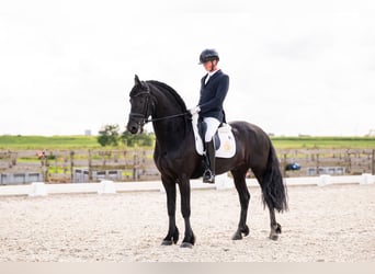 Friesen, Hengst, 7 Jahre, 165 cm, Rappe