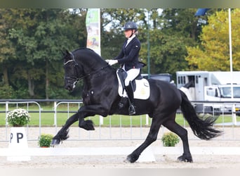 Friesen, Hengst, 7 Jahre, 170 cm