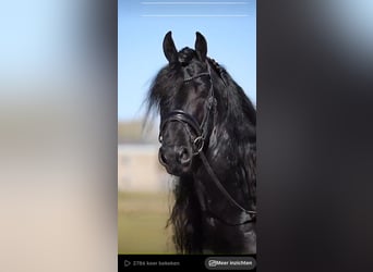 Friesen, Hengst, 7 Jahre, 170 cm, Rappe