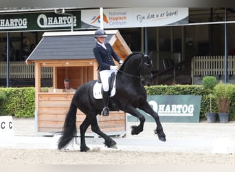 Friesen, Hengst, 7 Jahre, 170 cm, Rappe