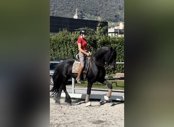 Friesen, Hengst, 7 Jahre, 172 cm, Rappe