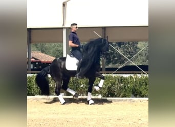Friesen, Hengst, 8 Jahre, 163 cm, Rappe