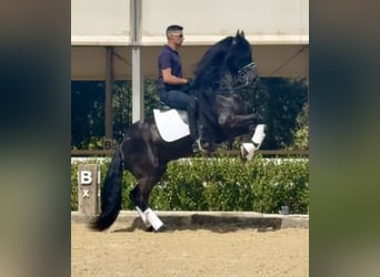 Friesen, Hengst, 8 Jahre, 163 cm, Rappe
