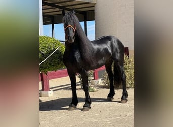 Friesen, Hengst, 8 Jahre, 163 cm, Rappe