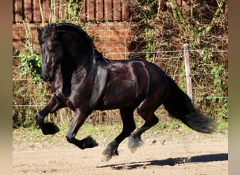 Friesen, Hengst, 8 Jahre, 164 cm, Rappe