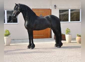 Friesen, Hengst, 8 Jahre, 166 cm, Rappe