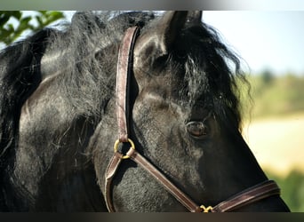 Friesen, Hengst, 8 Jahre, 166 cm, Rappe