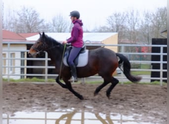 Friesen, Hengst, 8 Jahre, 168 cm