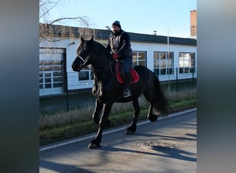 Friesen, Hengst, 8 Jahre, 168 cm, Rappe