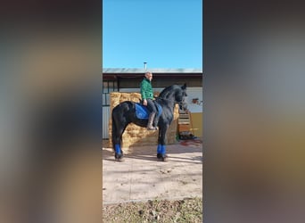 Friesen, Hengst, 8 Jahre, 172 cm, Rappe
