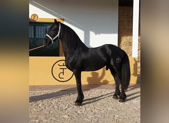 Friesen, Hengst, 8 Jahre, 172 cm, Rappe