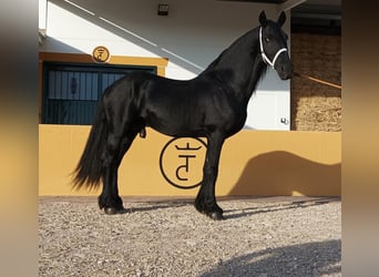 Friesen, Hengst, 8 Jahre, 172 cm, Rappe