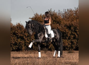 Friesen, Hengst, 8 Jahre, 172 cm, Rappe