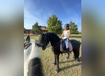 Friesen, Hengst, 8 Jahre, 172 cm, Schwarzbrauner