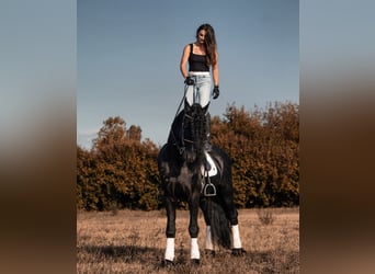 Friesen, Hengst, 8 Jahre, 172 cm, Schwarzbrauner
