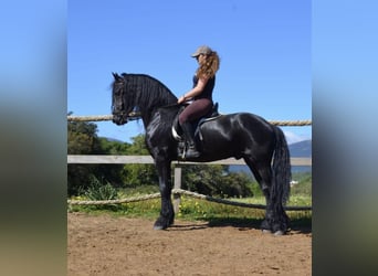 Friesen, Hengst, 8 Jahre, Rappe