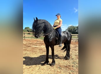 Friesen, Hengst, 8 Jahre, Rappe
