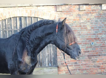 Friesen, Hengst, 9 Jahre, 158 cm, Rappe