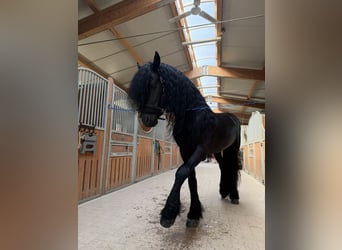 Friesen, Hengst, 9 Jahre, 172 cm, Rappe