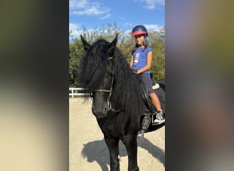 Friesen, Hengst, 9 Jahre, 172 cm, Rappe