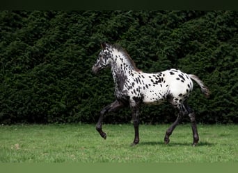 Friesen, Hengst, Fohlen (06/2026), 158 cm, Tigerschecke
