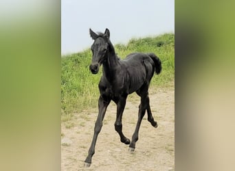 Friesen Mix, Hengst, Fohlen (07/2025), 162 cm, Rappe