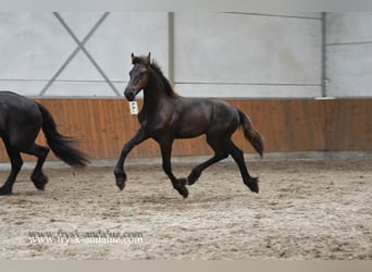 Friesen, Hengst, , 164 cm, Rappe