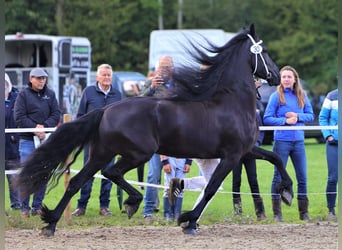 Friesen, Hengst, Fohlen (06/2023), 165 cm, Rappe