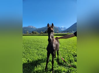 Friesen, Hengst, Fohlen (02/2025), 165 cm, Rappe