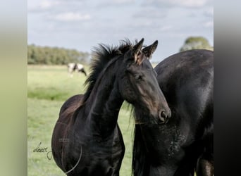Friesen, Hengst, Fohlen (04/2023)