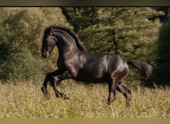 Friesen, Hengst, Fohlen (01/2025)