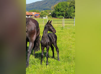 Friesen, Hengst, Fohlen (06/2024), Rappe